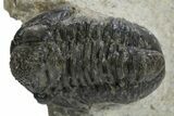 Gerastos Trilobite Fossil - Foum Zguid, Morocco #310278-1